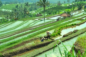 Sawah jatiluwih